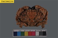 藏品(東方蓋氏蟹)的圖片